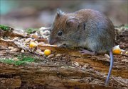 14_DSC3428_Bank_Vole_ indulgence_95pc